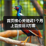 首页核心关键词1个月上百度前3方案(图4) 首页核心关键词1个月上百度前3方案(图4)